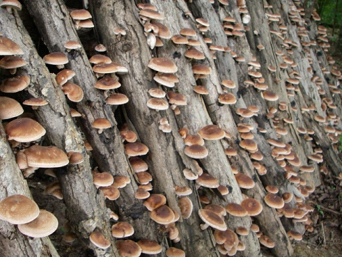 Formation : Mettre en place une culture de champignons - Campus Agronova  (42)